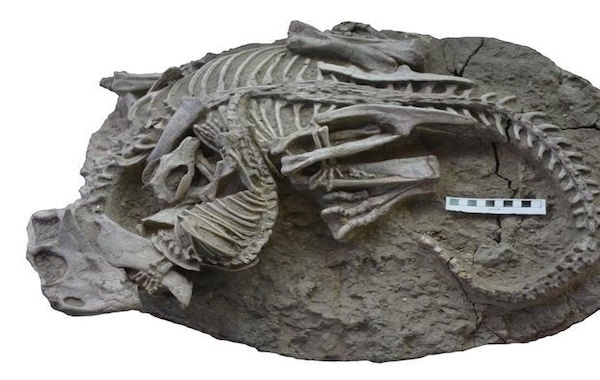 ‘Extremely rare’ Jurassic-era fossils discovered in Lake Powell