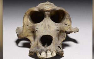 Baboon mummy DNA from ancient Egypt reveals location of mysterious port city not on any maps