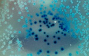 In a First, Bacteria Seen Storing Memories And Passing Them on For Generations