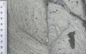 Güney Yarımküre'de 120 Milyon Yıllık En Eski Kuş İzleri Bulundu