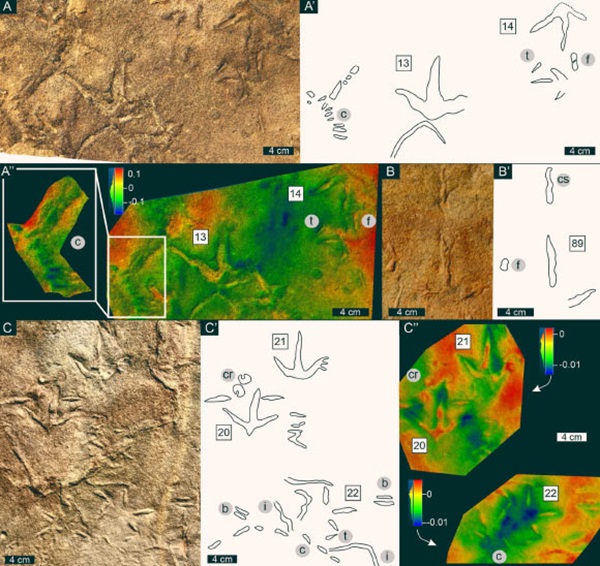 Lesotho'da Tarihi An: 210 Milyon Yıl Öncesine Ait Kuş Benzeri Ayak İzleri Bulundu!