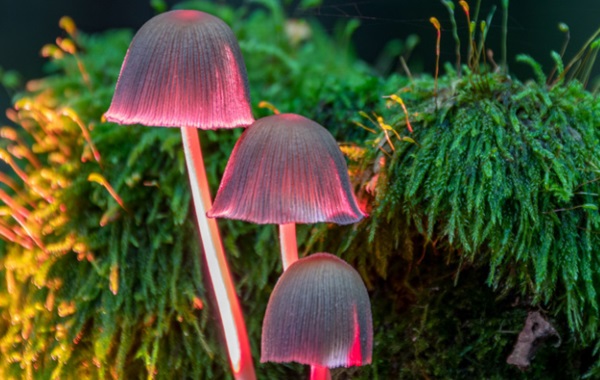 Plant Fungus Has Been Caught in an Evolutionary Leap