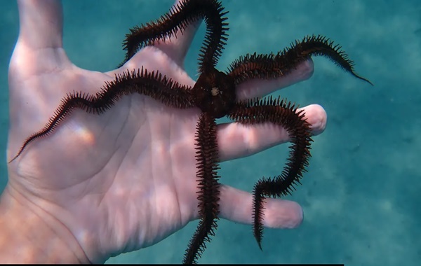 Bu Hayvanın Kafası