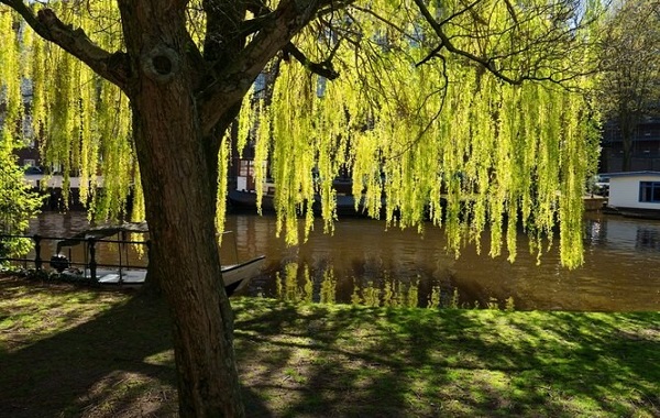 Söğüt Kabuğunun Antiviral İlaç Hazinesi Olduğu Ortaya Çıktı