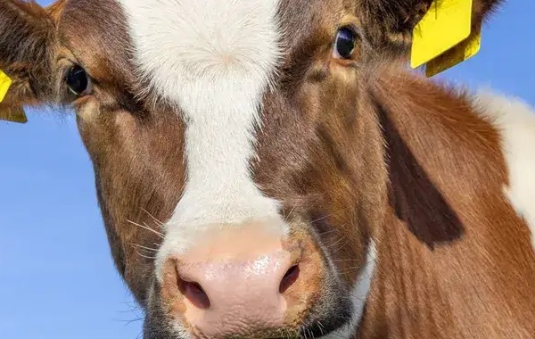 Scientists engineer climate-smart cows with 10 to 20 times more milk