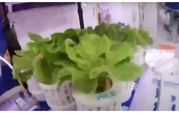 China successfully grows lettuce and tomatoes aboard Tiangong space station