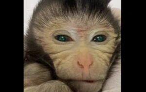 Deney Sonucu Gözleri ve Parmakları Parlayan Kimera Maymunu Doğdu