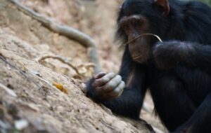 Şempanzelerin Olta gibi Aletlerle Termit Yakaladığı Keşfedildi