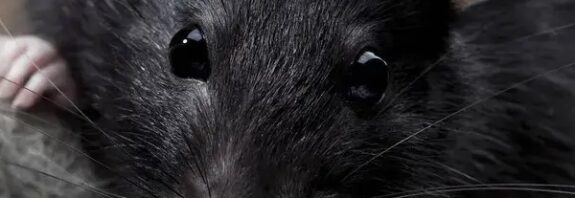 Scientists probe into a rat’s inner thoughts, find imagination