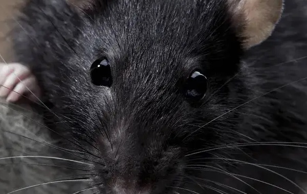 Scientists probe into a rat’s inner thoughts, find imagination
