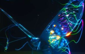 Seeing the unseen: How butterflies can help scientists detect cancer
