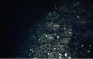 Trail of crabs leads