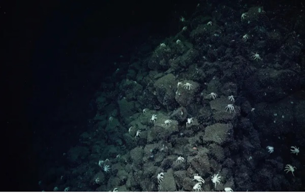 Trail of crabs leads