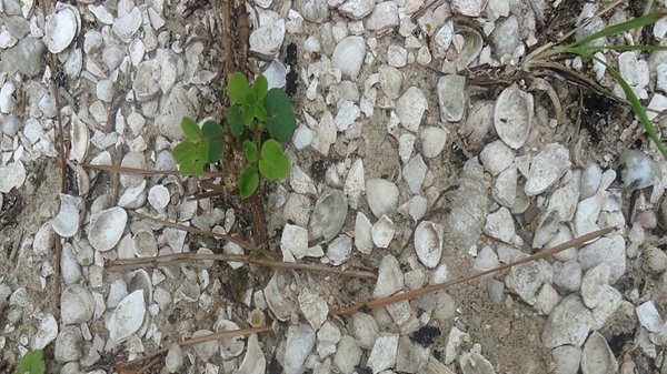 Arkeologlar, Atlantik Okyanusu'nda Yükselen ve Alçalan Deniz Seviyelerini Brezilya'nın Güneyindeki Eski Uygarlıklarla İlişkilendirdi.