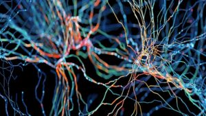 Beyin Çağında Devrim: İnsan Zekası, Bilgi Trafiğini Paralel Yollarla Yönetiyor.