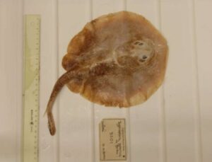 Denizlerdeki İlk Felaket: Nesli Tükenen Java Stingaree, İklim Krizinin Kurbanı Oldu!