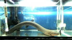 Şok Edici Keşif: Elektrikli yılan balıklarından gelen elektrik, genetik materyali Yakındaki hayvanlara aktarabilir