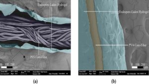 Sürdürülebilir Yapılar İçin Devrim: Bakteri Kabı ile Betonun Ömrü Uzuyor
