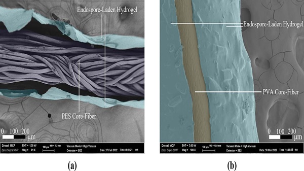 Sürdürülebilir Yapılar İçin Devrim: Bakteri Kabı ile Betonun Ömrü Uzuyor