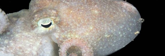 Antarktika'nın Sessiz Habercileri: Ahtapotlar, Buzulların Düşündüğümüzden Daha Hızlı Çökeceğini Gösteriyor!