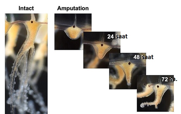 Denizanası Kaybettiği Dokunaçlarını Sadece Birkaç Gün İçinde Yenileyebilir