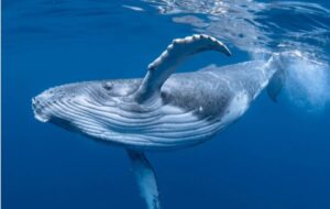 SETI Uzaylı Bulamayınca