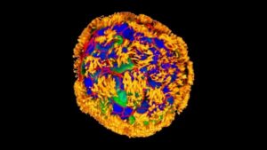 Biyobotlar: Canlı, Programlanabilir Organizmaların Yaratılmasıyla Geleceğin Tıbbına Adım Atılıyor