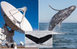 Scientists claim they've had a 20 minute conversation with a WHALE - and say it could pave the way for conversations with aliens someday