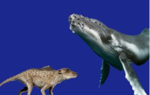 Deniz Memelileri Karadan