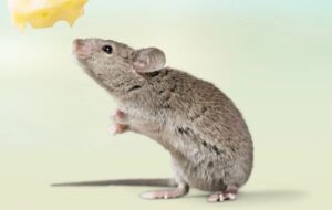 Scientists unravel mammal nose’s trillion-scent smelling mechanisms mystery