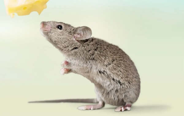 Scientists unravel mammal nose’s trillion-scent smelling mechanisms mystery