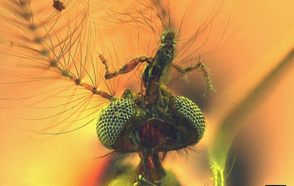 Sivrisineklerin Kehribarla Kaplı Evrim Yolculuğu: Kan Emici Erkeklerin Keşfi