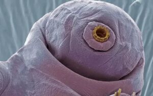 Bilim İnsanları Tardigradların Nasıl Eş Bulduğunu İlk Kez Keşfetti