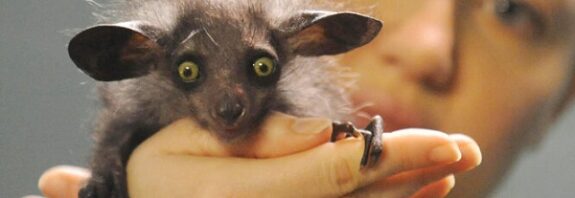 Aye-Aye Hayvanı Hakkındaki İlginç ve Şaşırtıcı Gerçekler