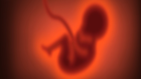 Antik Bir Virüs, Yeni Bir Keşif: Embriyo Gelişimindeki Efsanevi Dönüşüm