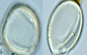 Bizarre Fossils Are Neither Plant Nor Animal, But a 'Weird Fusion' of Life