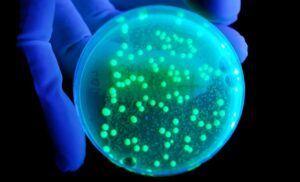 Hastalık X: DSÖ, Gelecekteki Salgının Sadece Bir Zaman Meselesi Olduğu Uyarısında Bulundu