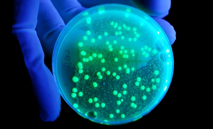 Hastalık X: DSÖ, Gelecekteki Salgının Sadece Bir Zaman Meselesi Olduğu Uyarısında Bulundu