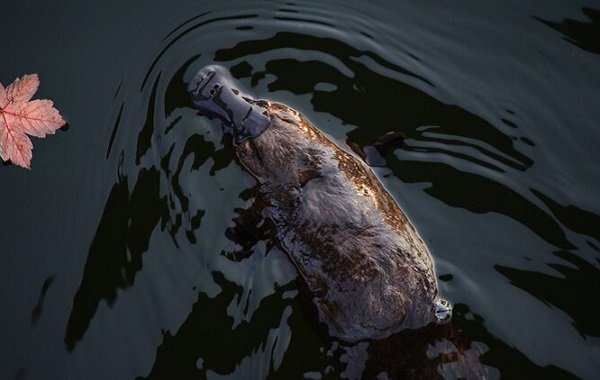 Bilim İnsanlarının Varlığına İnanamadıkları Ornitorenklerin Garip Hikayesi