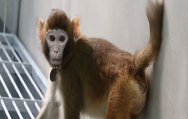 A Cloned Rhesus Monkey Is Still Alive After 2 Years