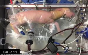 Artificial 'womb' for premature babies could be available this year after 300 tests with lamb prove successful - bringing hope to 15 million preterm infants born each year