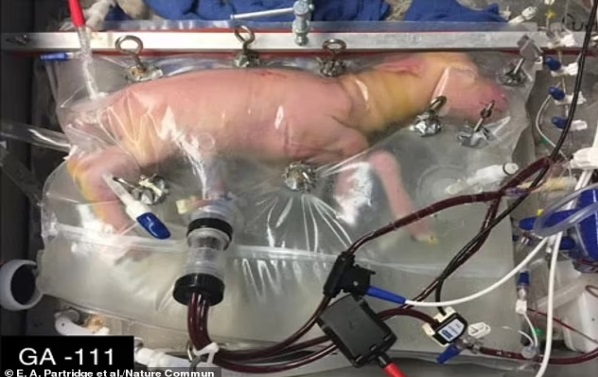 Artificial 'womb' for premature babies could be available this year after 300 tests with lamb prove successful - bringing hope to 15 million preterm infants born each year