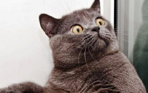 Beyin Şaşırtıcı ve Beklenmedik Durumları "Avize Hücreler" Sayesinde İşliyor