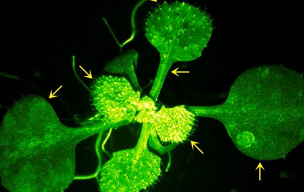 Bitkilerin Komşularına Tehlikeyi Nasıl "Haber Verdiği" Videoya Kaydedildi