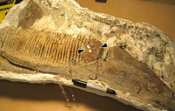 Kehribara Hapsolmuş Böcek