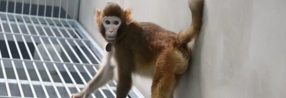 Çinde Başarıyla Klonlanan