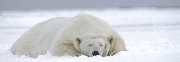 İlk kez Bir Kutup Ayısı Kuş Gribinden Öldü