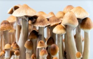 Mushrooms Evolved To