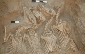 Dünyanın İlk Hayvan Melezleri