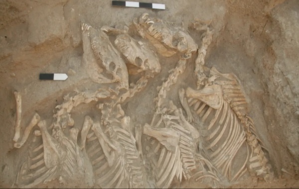 Dünyanın İlk Hayvan Melezleri